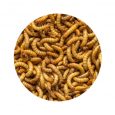 Nutrition Live Mealworms